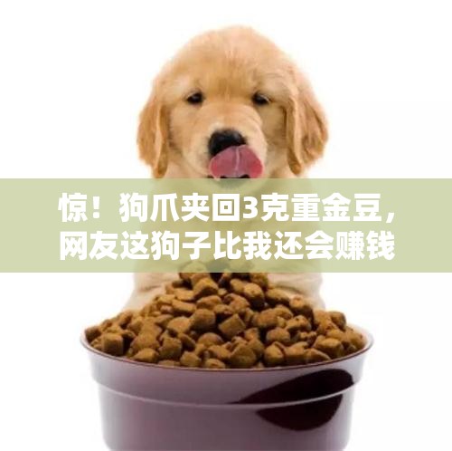 狗爪夹回3克重金豆